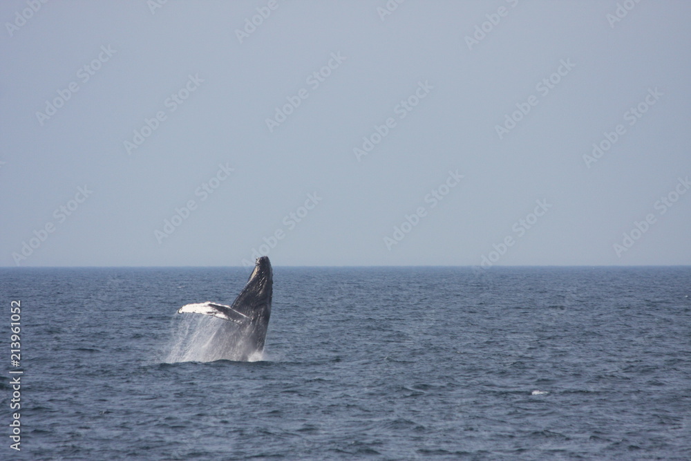 Fototapeta premium Humpback Whale Breaching