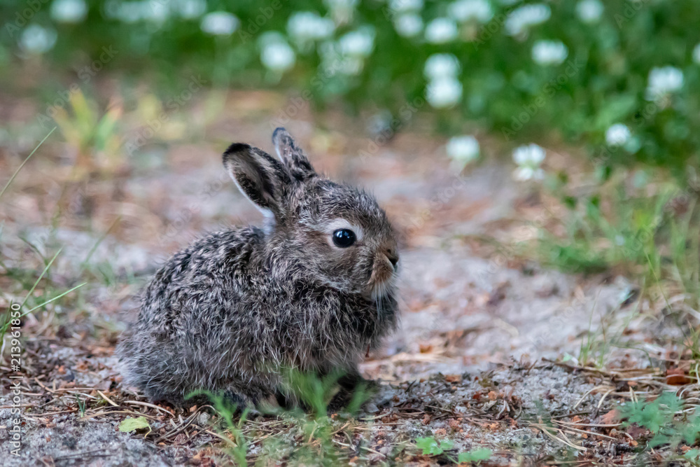 Fototapeta premium Wild young rabbit (The European rabbit, Oryctolagus cuniculus)