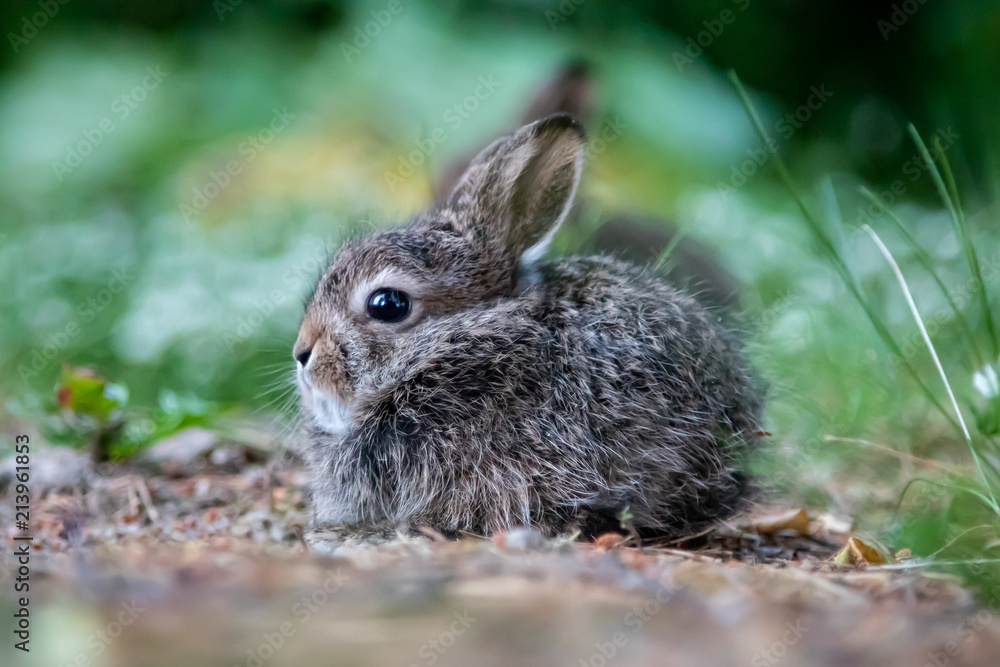 Fototapeta premium Wild young rabbit (The European rabbit, Oryctolagus cuniculus)