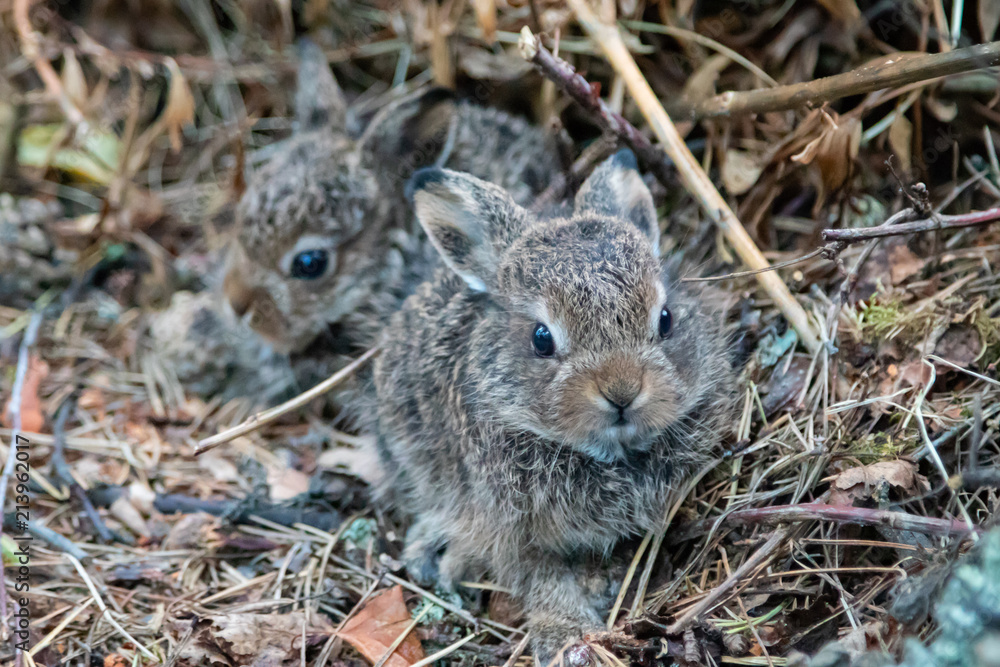 Wild young rabbits (The European rabbit, Oryctolagus cuniculus) Wild young rabbits (The European rabbit, Oryctolagus cuniculus)