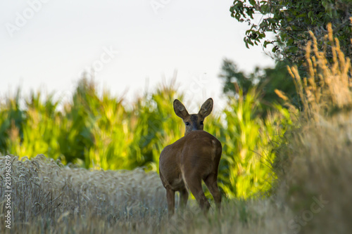 Fototapeta Naklejka Na Ścianę i Meble -  roe deer at corn field in the wild nature