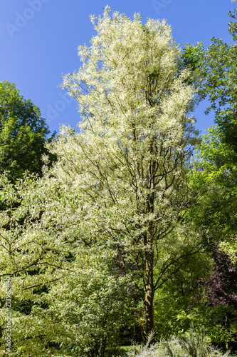 gardens of Valloires Abbey photo