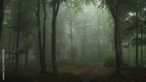 Static shot. Foggy forest trail. From darkness to light fantastic journey
