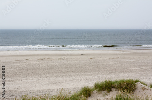 North Sea beach in Denmark. Dune grass. photo