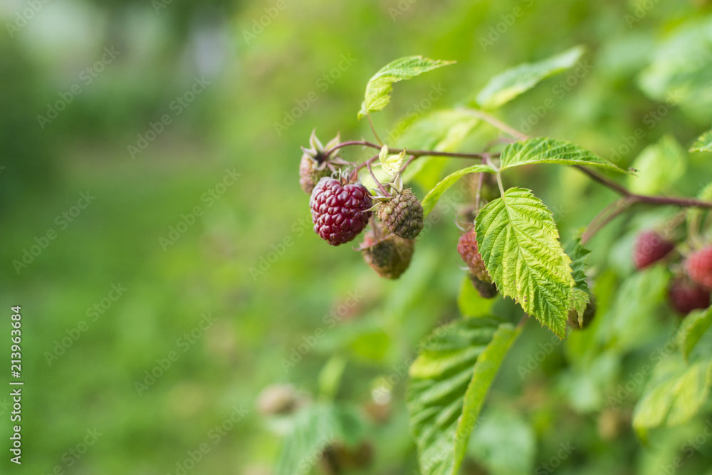 Branch of ripe raspberry in garden Branch of ripe raspberry in garden