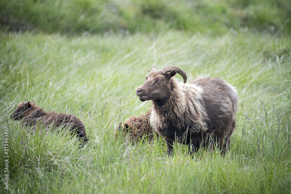 Shaggy goat in a meadow Shaggy goat in a meadow