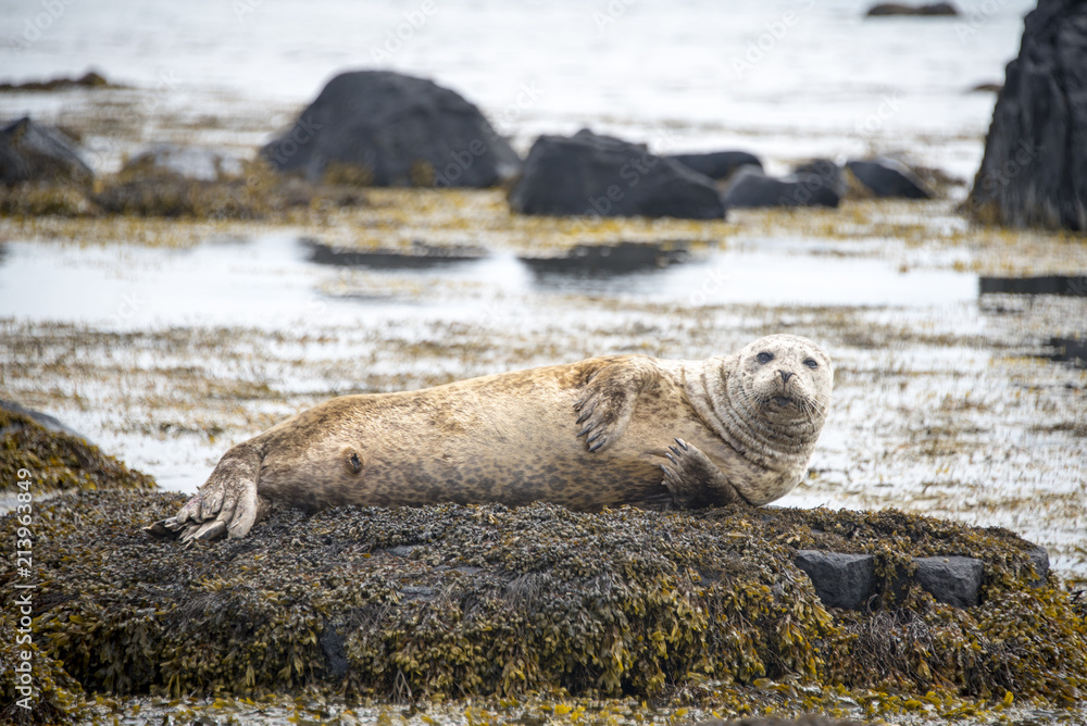 Fototapeta premium Seal on the coast