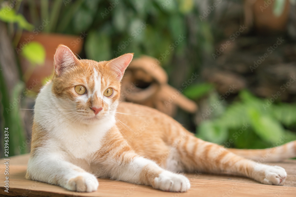 Beautiful cat outdoors in the garden. Beautiful cat outdoors in the garden.