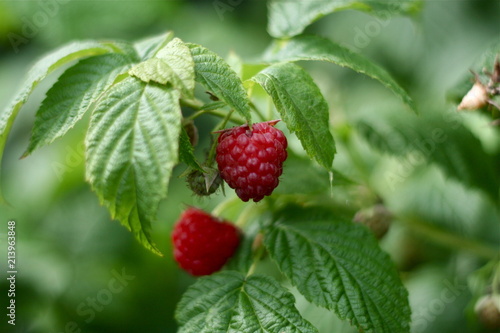 Red Ripe Delicious Raspberry, Raspberries on Bush ready to eat