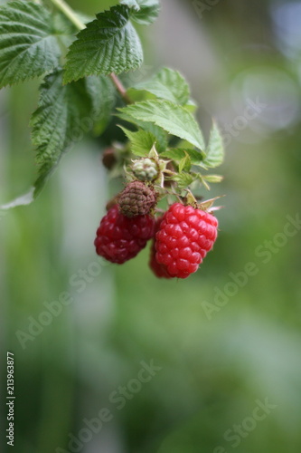 Raspberry, Raspberries