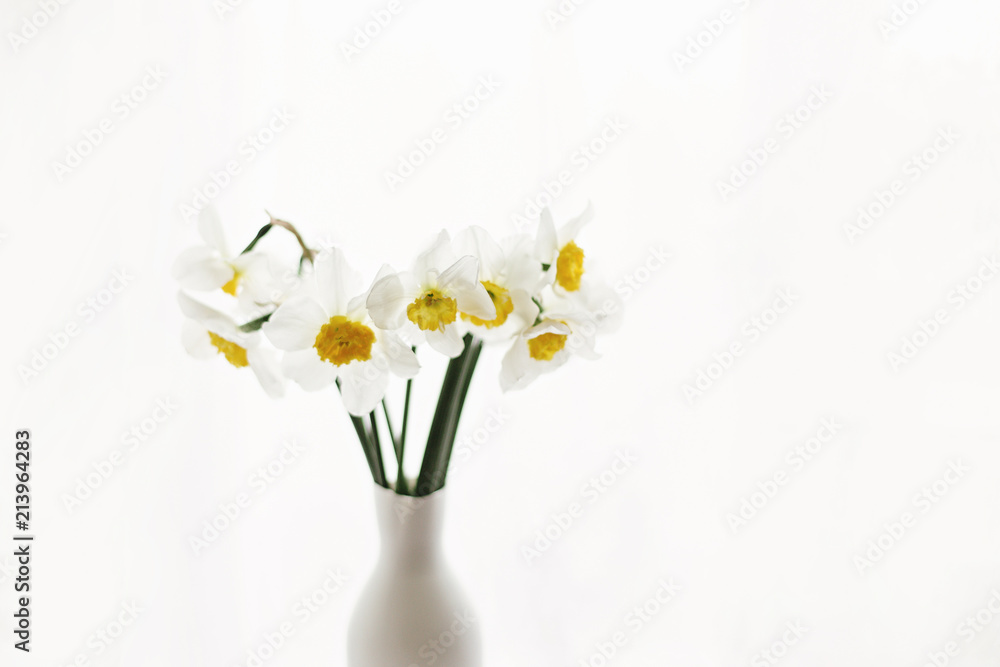 beautiful amazing yellow daffodils in modern white vase on background of morning light from window beautiful amazing yellow daffodils in modern white vase on background of morning light from window
