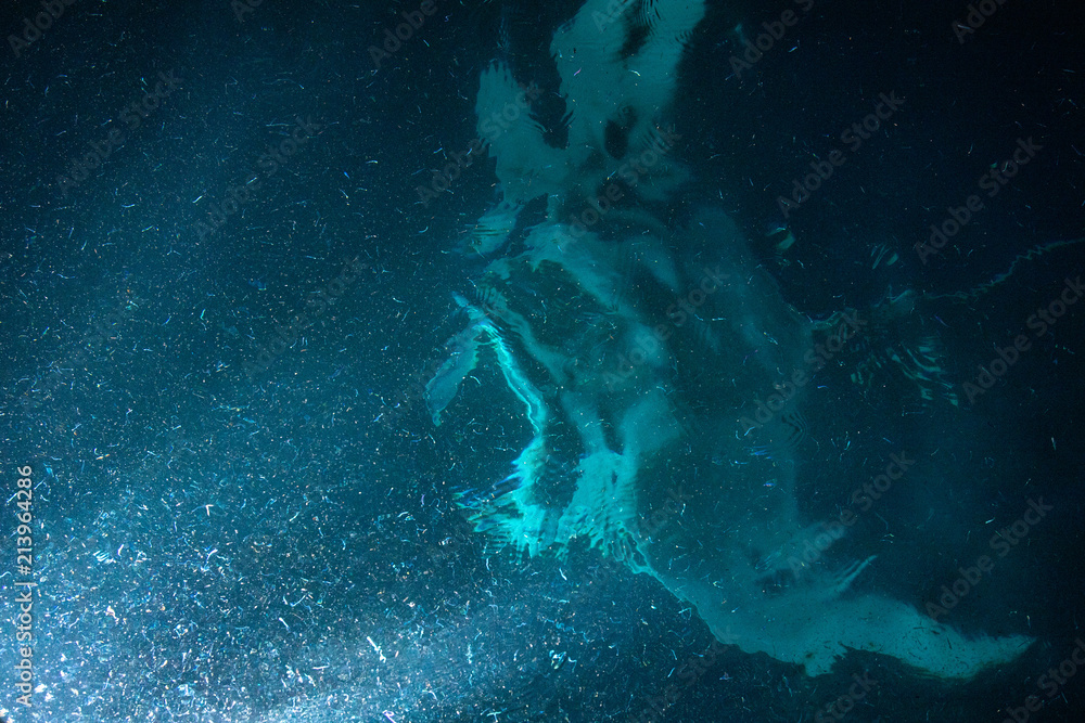 Obraz premium Manta eating krill plancton at night
