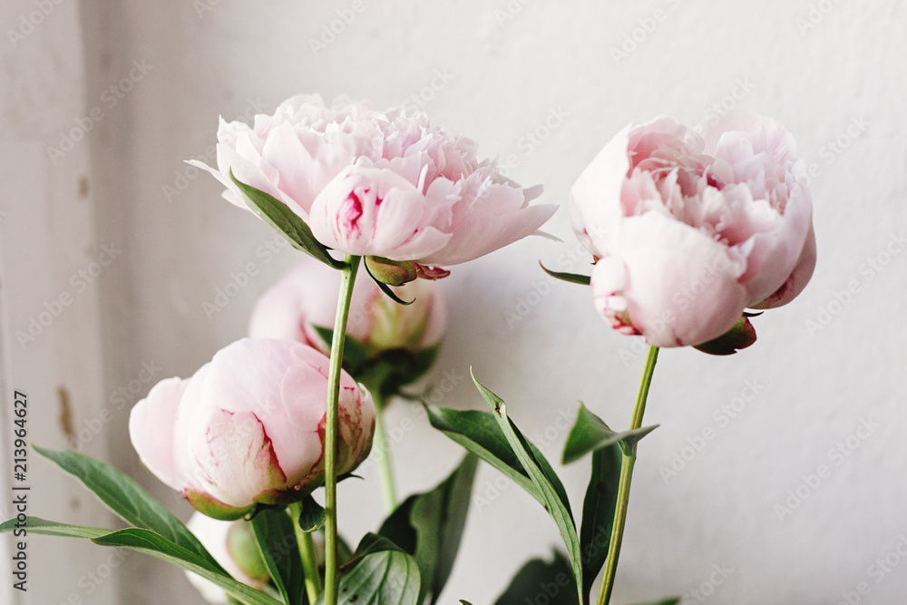 lovely peony pink and white flowers on background of wall, sweet home, rustic lovely peony pink and white flowers on background of wall, sweet home, rustic