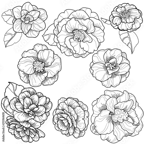 vector black and white ornaments graceful camellia line coloring pages