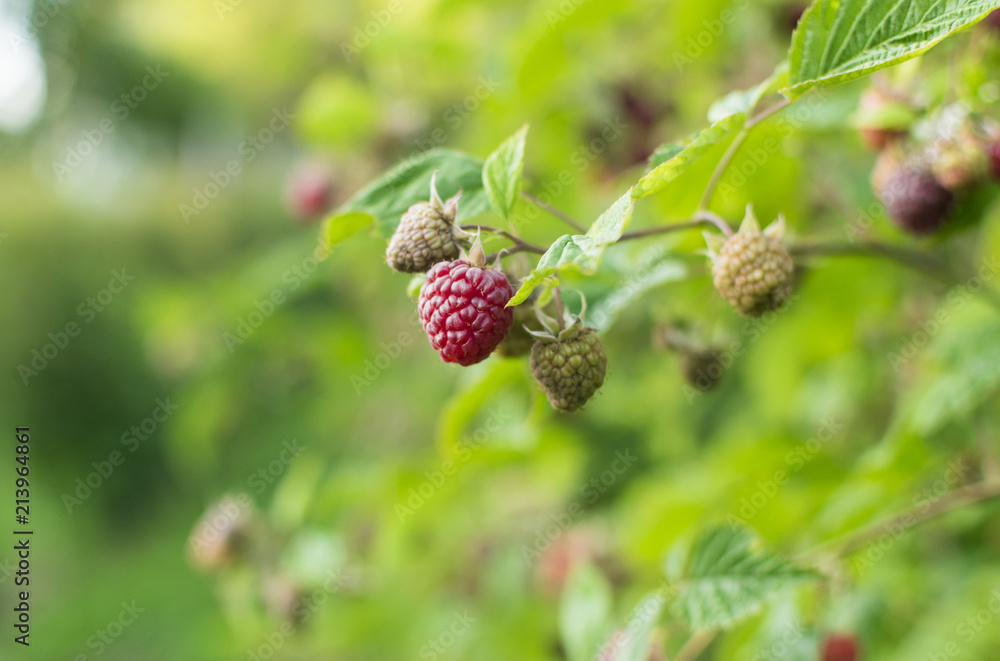 Branch of ripe raspberry in garden Branch of ripe raspberry in garden