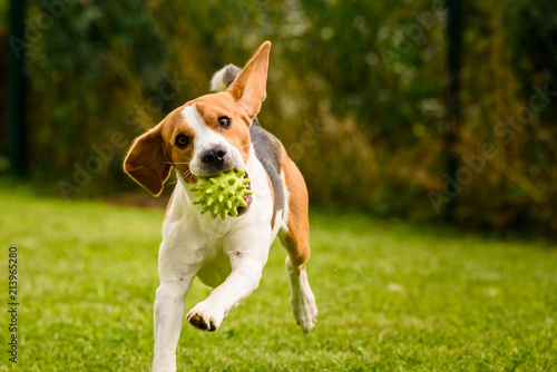 Beagle dog pet run and fun outdoor. Dog i garden in summer sunny day with ball having fun photo
