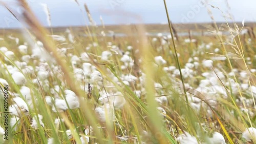 Fluff field close up. Highest quality cotton is ready to harvest field. Close up of a Fluffy Plant dispersing seeds after being Blown by the Wind. Video photo