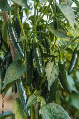 Organic green hot Serrano peppers on plant