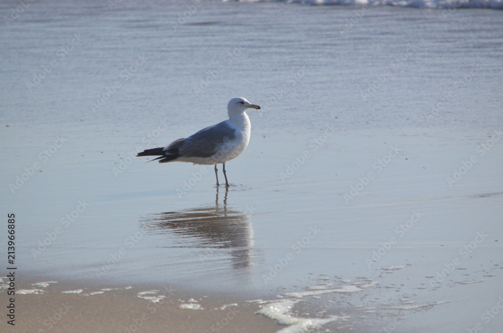 seagull seagull