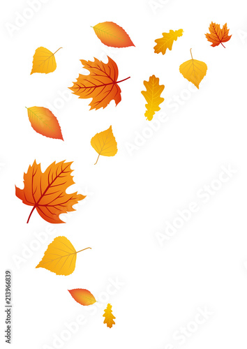 Colorful autumn leaves, isolated on a white