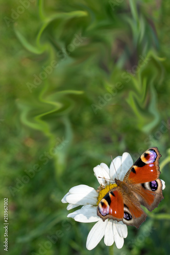 beautiful butterfly on the meadow. glade of blossoming chamomile.