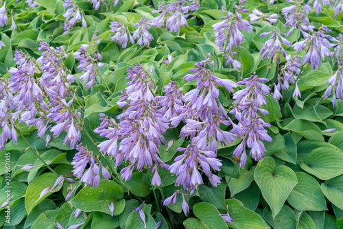 Wallpaper Mural hosts flowers in the garden. natural background Torontodigital.ca