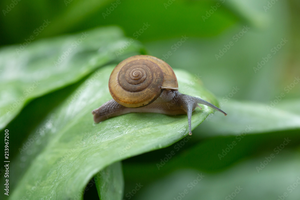 Snail crawling on green leaf after rain Snail crawling on green leaf after rain