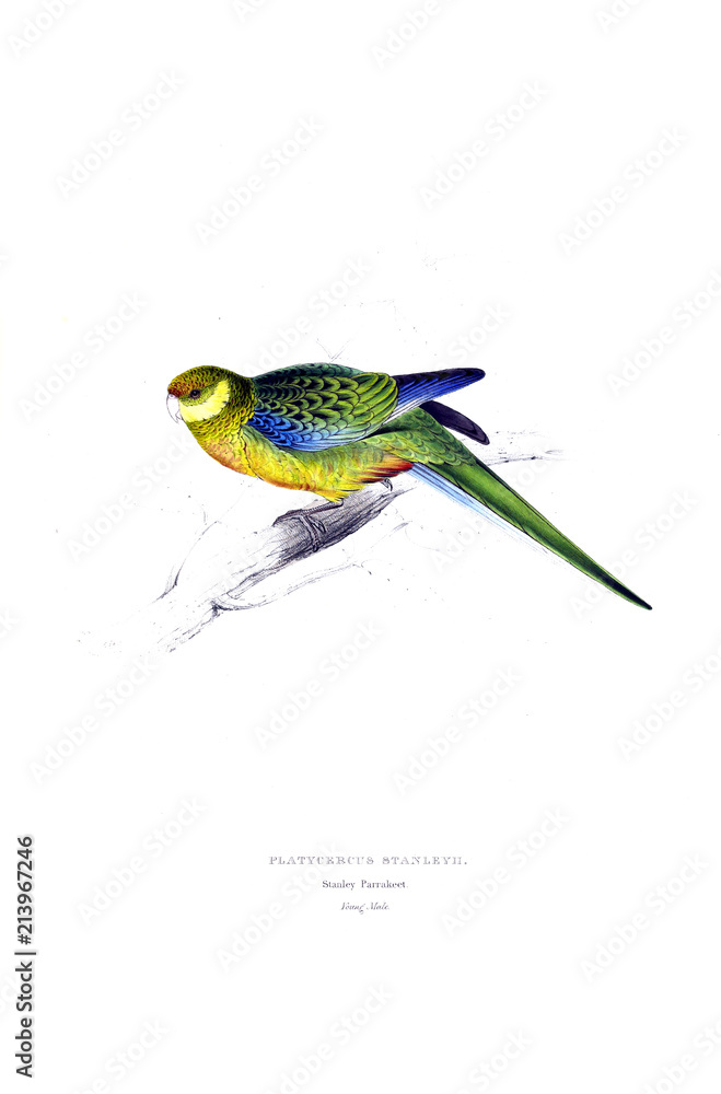 Obraz premium Illustration of bird