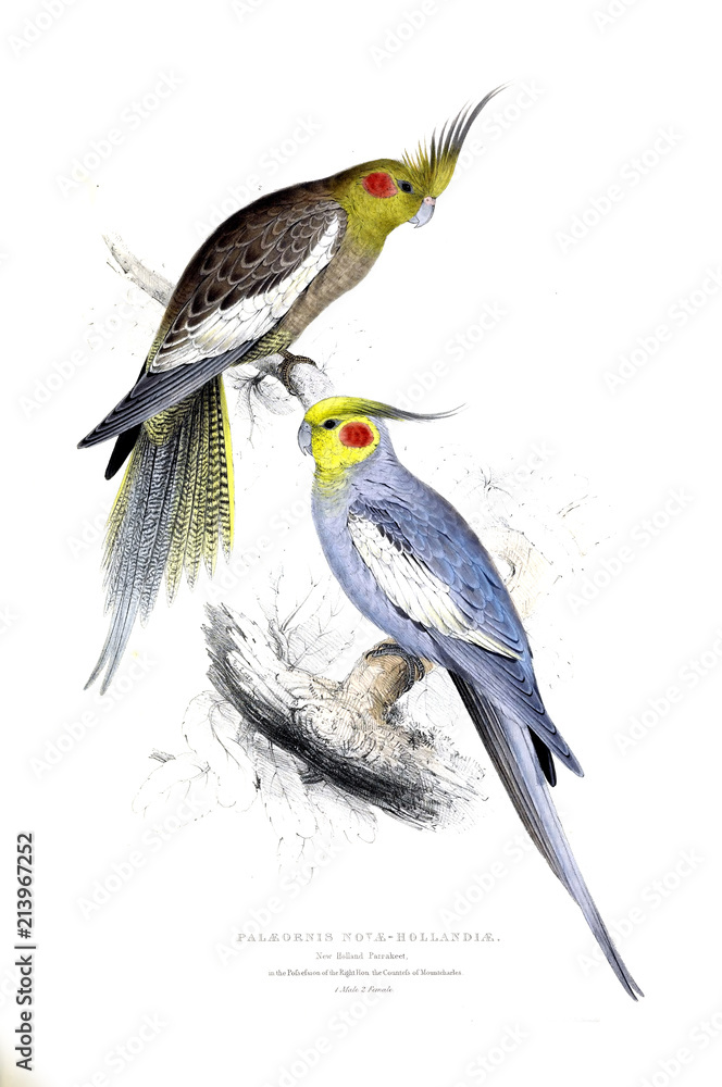 Naklejka premium Illustration of bird