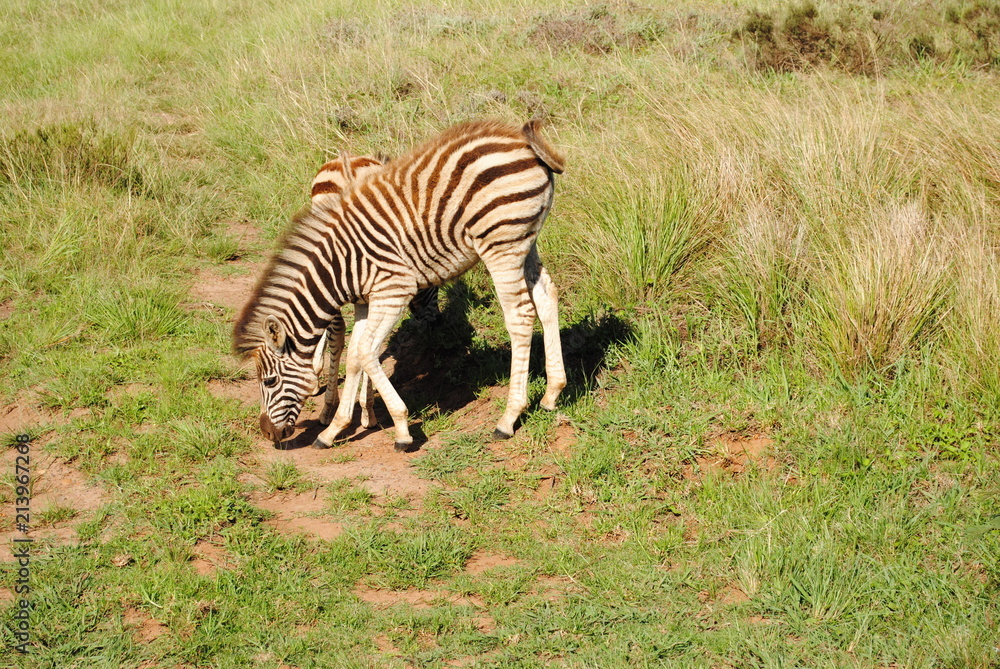 Fototapeta premium South African Wildlife- baby zebra, zebra colt or filly, circa 2012