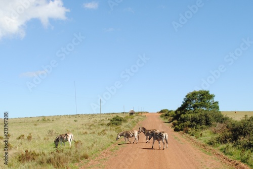 South African Wildlife circa 2012