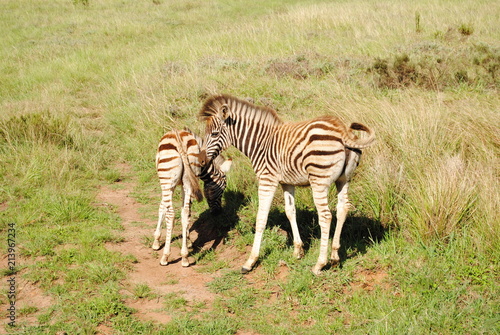 South African Wildlife- baby zebra  zebra colt or filly  circa 2012