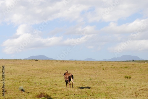 South African Wildlife- wildebeest running towards mountains looming on the horizon  circa 2012