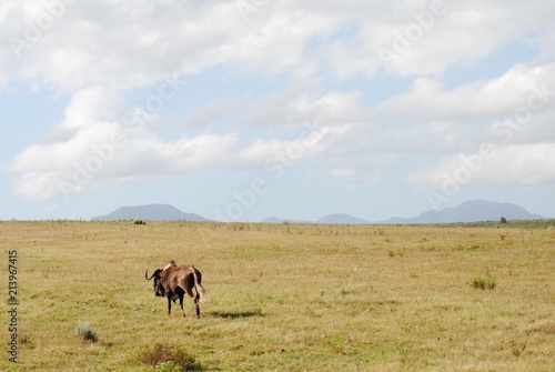 South African Wildlife- landscape shot of wildebeest running away, circa 2012 © Corinne Prado