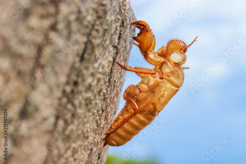 abandoned cicada shell on tree trunk, concept of new life or breaking free photo