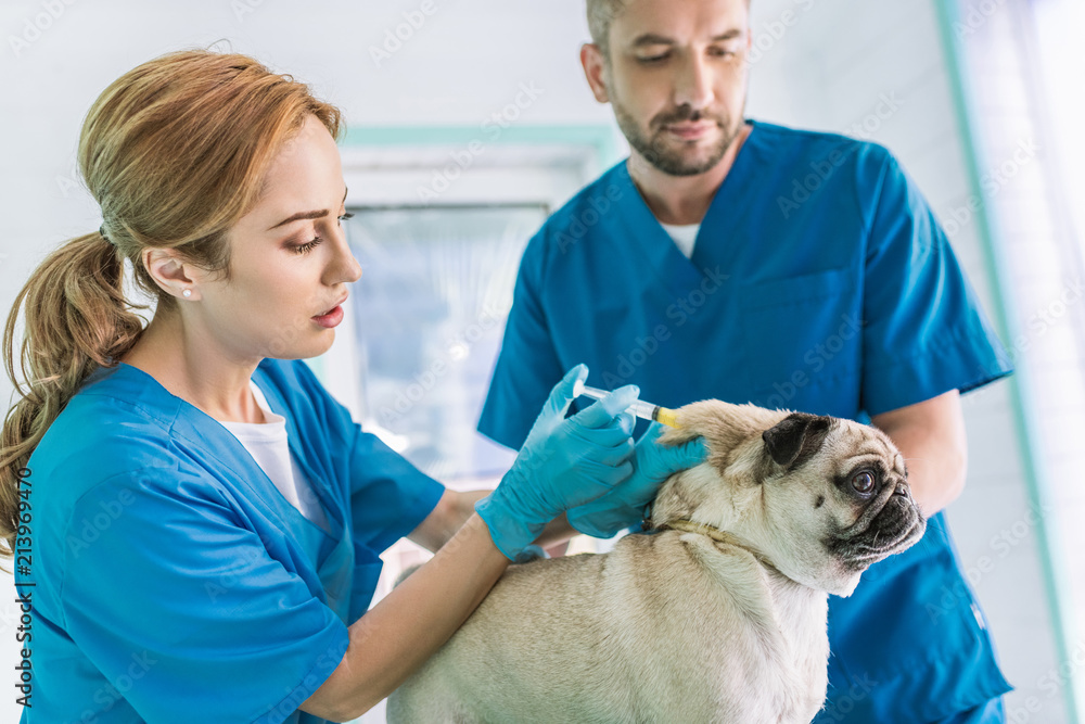 two veterinarians making vaccination to pug dog at veterinary clinic