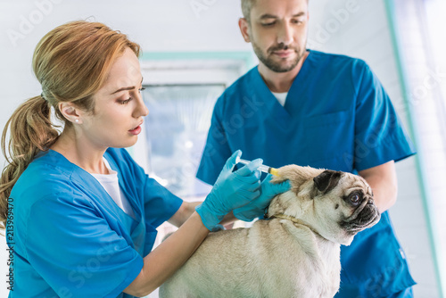 two veterinarians making vaccination to pug dog at veterinary clinic