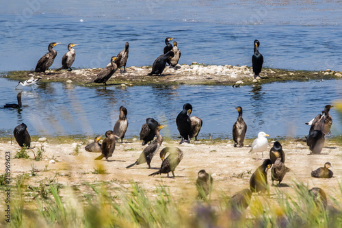 migratory birds in Baie de Somme