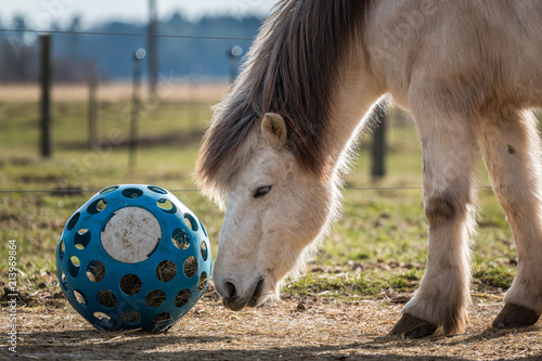 Pferd mit Futterball photo