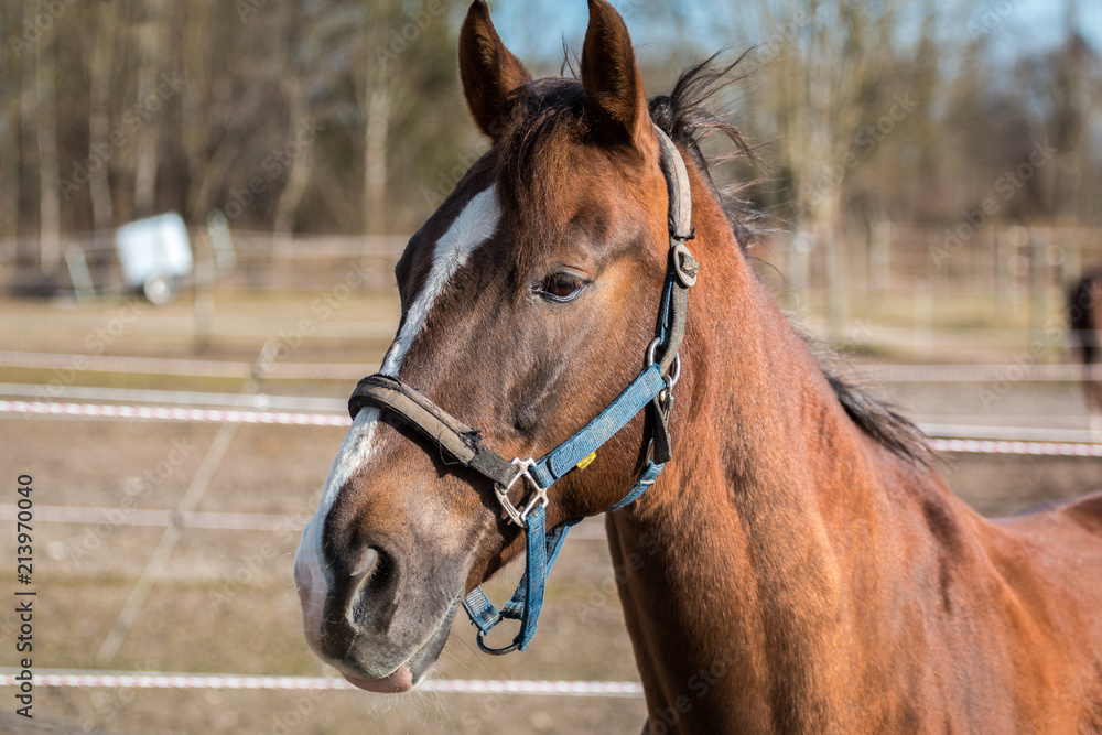 Fototapeta premium Pferdekopf, Pferdeporträt, Pferd