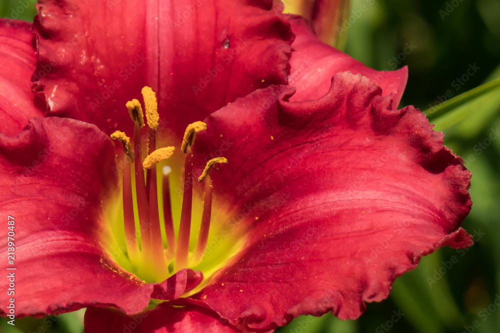 Red daylily with yellow center close-up Red daylily with yellow center close-up