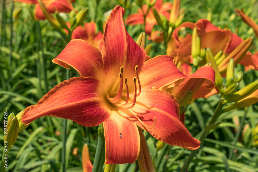 Field of red daylillies with yellow center close-up Field of red daylillies with yellow center close-up