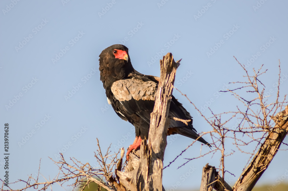 Obraz premium Eagle fasciated on a dead tree in Tsavo West Park