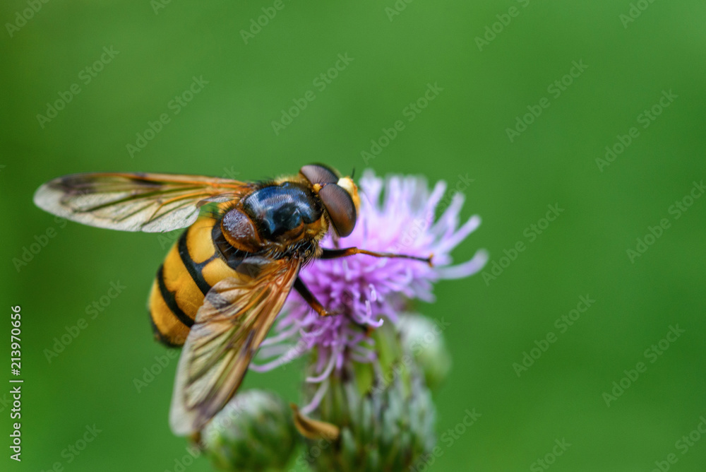 a bee collects honey on a thistle a bee collects honey on a thistle