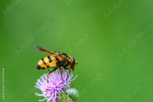 a bee collects honey on a thistle © shymar27