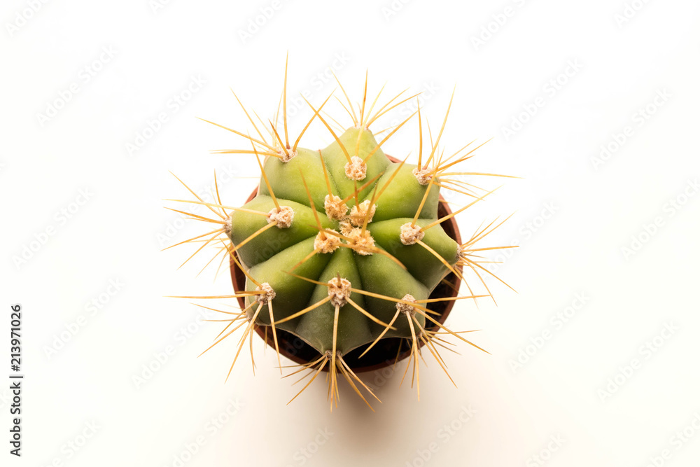 Great prickly cactus. Isolated on white background. Close up. Top view Great prickly cactus. Isolated on white background. Close up. Top view