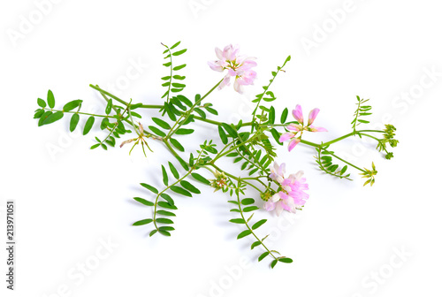 Securigera varia, synonym Coronilla varia, commonly known as crownvetch or purple crown vetch. Isolated on white