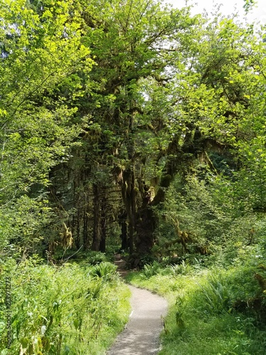 Wander through the Olympic National Park