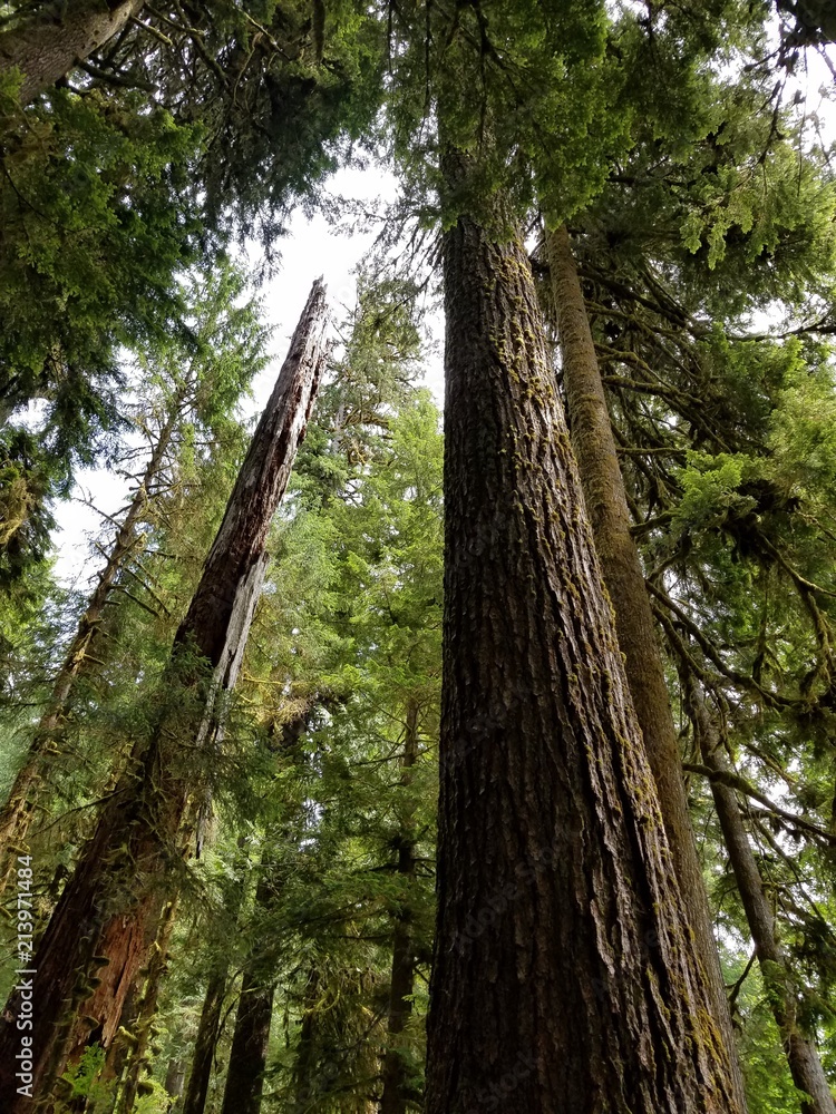 Looking heavenward in Olympic National Park Looking heavenward in Olympic National Park