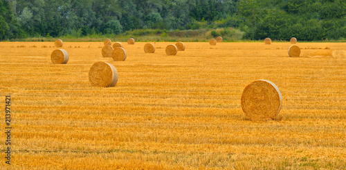 field of yellow wheat with hay bales on hills around Parma, Italy